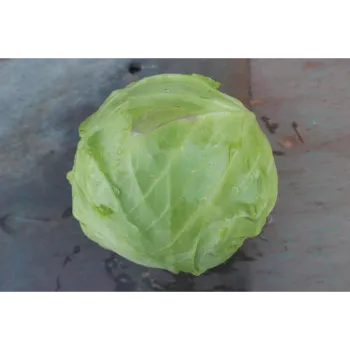 Organic Cabbage